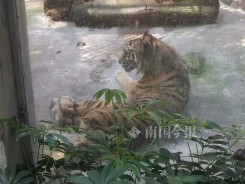 最新老虎地图数据包最新老虎地图数据包介绍