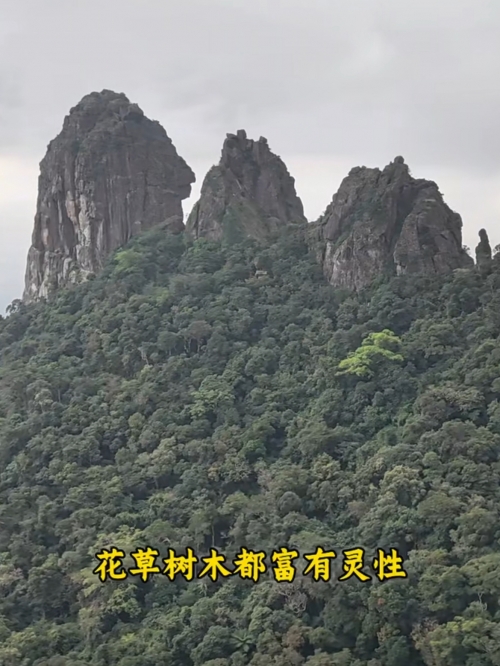 七仙岭游记-第3张图片
