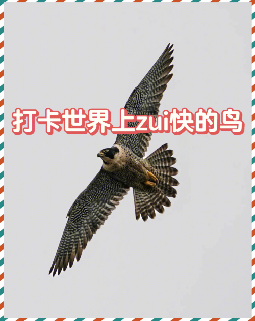 探索881882.com的神秘世界