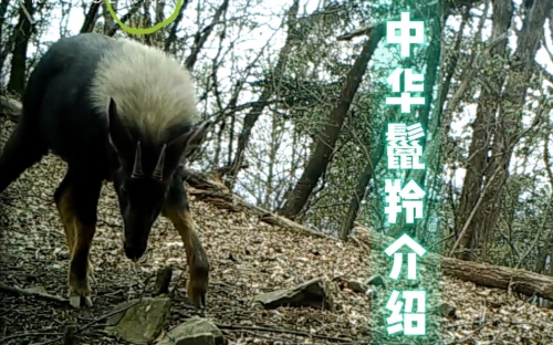 2018每期正版四不像图凤凰马经2018每期正版四不像图揭秘，探索神秘图集