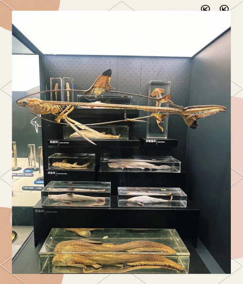 顶叶兽值得培养吗顶叶兽，神秘生物的探索之旅-第3张图片