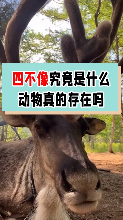 必中一肖四不像图片-第2张图片