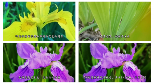 蓝色妖姬，神秘制作背后的秘密