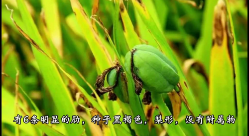 蓝色妖姬，神秘制作背后的秘密-第3张图片
