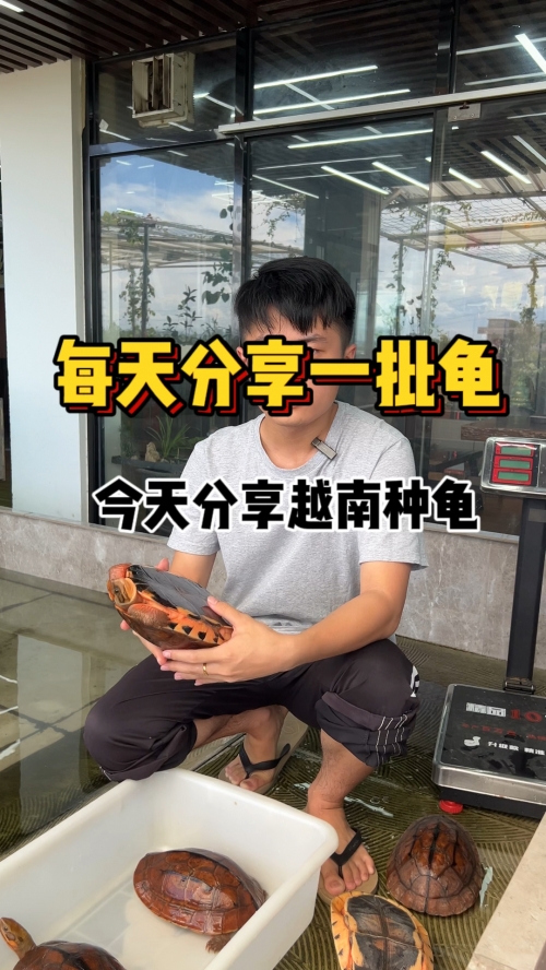 金钱龟最新价格多少钱一斤金钱龟最新价格分析-第3张图片