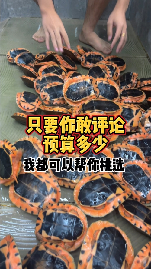 金钱龟最新价格多少钱一斤金钱龟最新价格分析-第2张图片