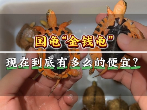 金钱龟最新价格多少钱一斤金钱龟最新价格分析-第1张图片