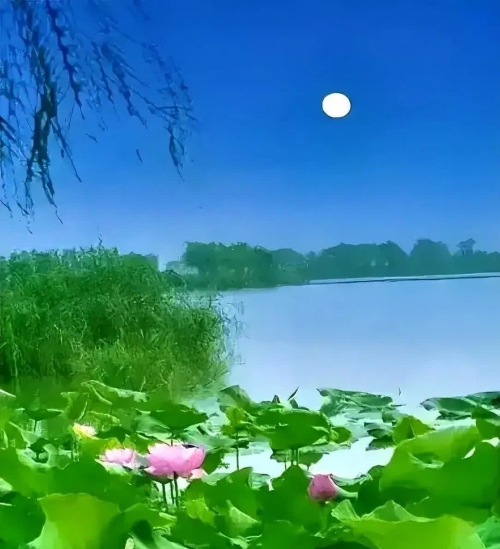 神鹰论坛神鹰论坛，探索网络交流的新天地-第2张图片