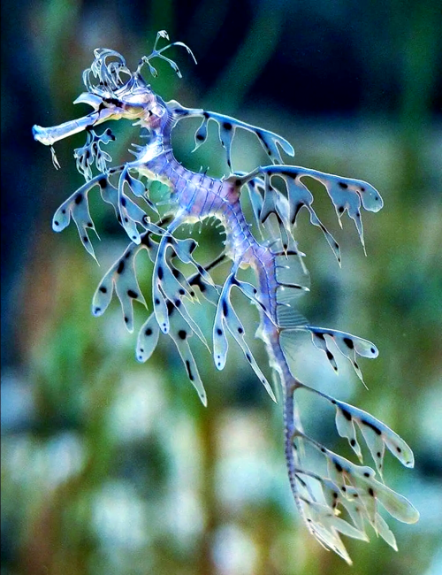 大彩鲸，神秘的海洋生物-第2张图片