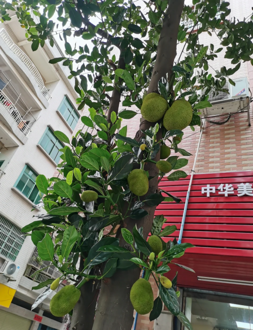 菠萝果菠萝果，热带水果的魅力