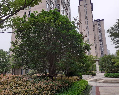 芳草地论坛，探索网络交流的新天地-第1张图片