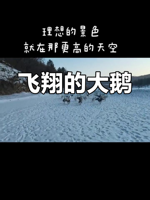 白天鹅高手论坛白天鹅高手论坛，探索天鹅界的精英之路-第2张图片