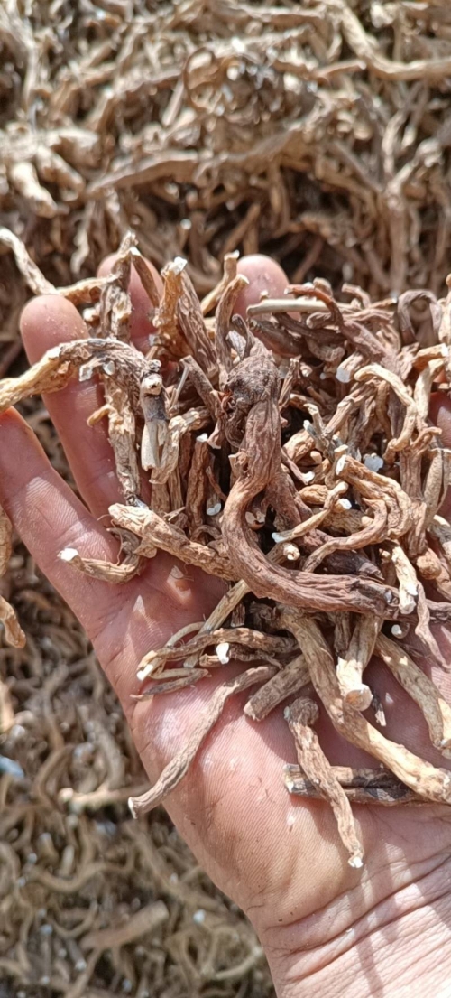 小草乌的魅力与故事