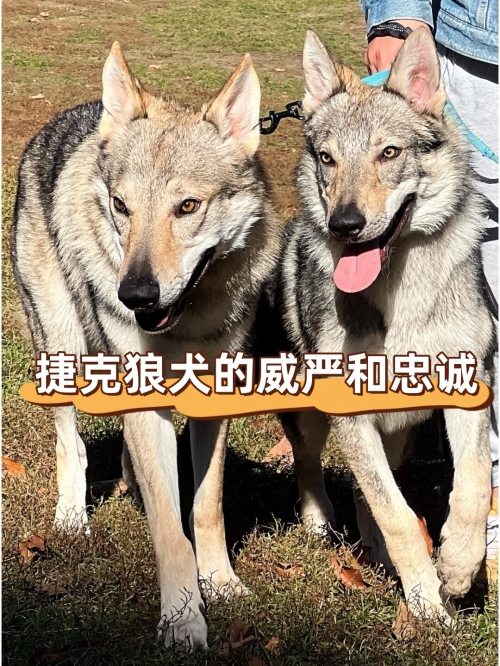 广西的狼精英主论坛广西狼精英主论坛，探索狼性精神的卓越之地