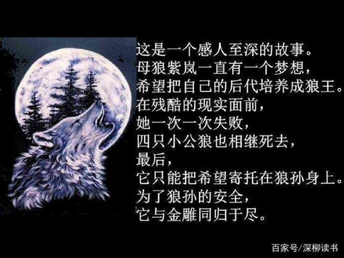 广西的狼精英主论坛广西狼精英主论坛，探索狼性精神的卓越之地-第2张图片