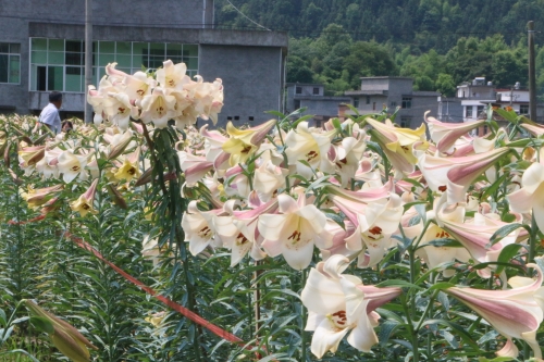 百合图库，艺术与美的交汇之地-第3张图片