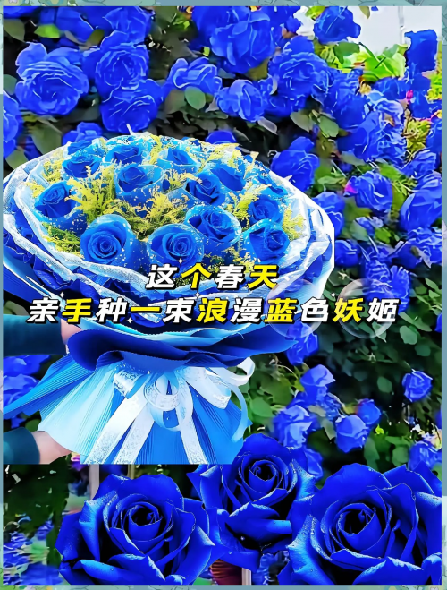 蓝色妖姬竟然是这样制作出来的蓝色妖姬，神秘制作背后的秘密-第3张图片