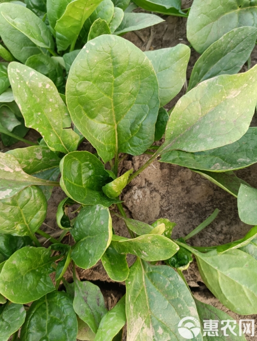 菠菜网haobc菠菜网HAOBC，引领绿色生活的新篇章