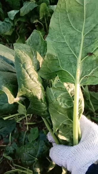 菠菜网haobc菠菜网HAOBC，引领绿色生活的新篇章-第3张图片