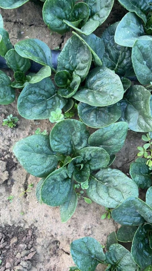 菠菜网haobc菠菜网HAOBC，引领绿色生活的新篇章-第2张图片