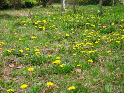 芳草地论坛官方资料芳草地论坛，探索网络交流的新天地