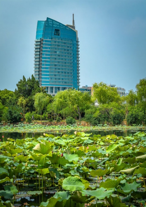 出水芙蓉是指什么意思出水芙蓉的含义-第1张图片
