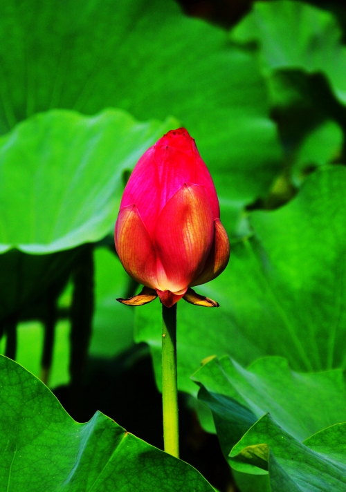 出水芙蓉是指什么意思出水芙蓉的含义-第2张图片