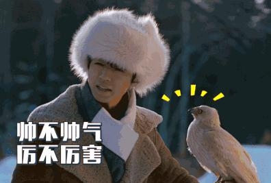 中国鹰猎中国鹰猎，探寻自然与精神的双重魅力-第3张图片