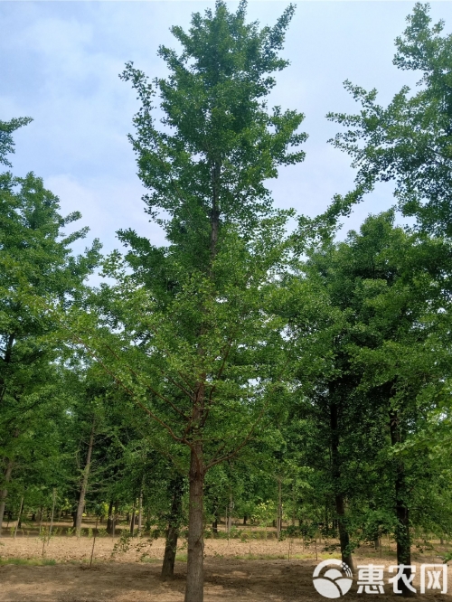 银杏树小苗的种植与成长-第2张图片