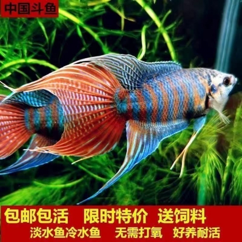 斗鱼TV平台，观赏鱼世界的璀璨舞台