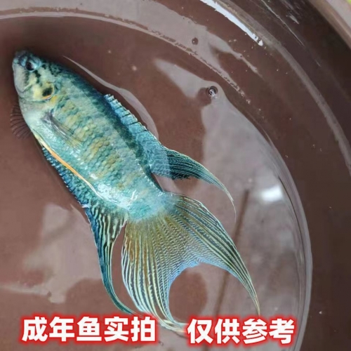 斗鱼TV平台，观赏鱼世界的璀璨舞台-第2张图片