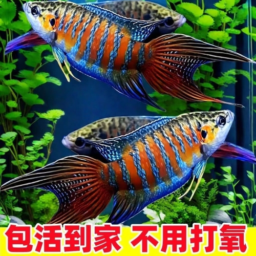 斗鱼TV平台，观赏鱼世界的璀璨舞台-第3张图片