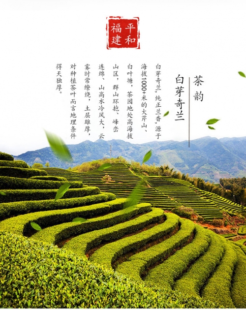 白芽奇兰茶的功效与作用白芽奇兰，兰花中的珍品-第2张图片