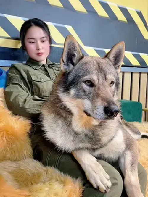 小狼狗高手论坛小狼狗高手论坛，探索犬类爱好者的交流平台-第1张图片