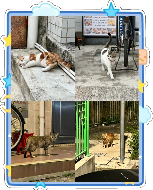 香港资料免费长期公开香港资料免费长期公开，探索香港历史与文化的珍贵资源-第2张图片