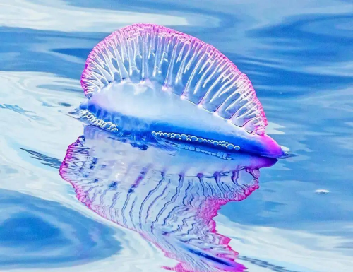 吼吼鲸，海洋中的神秘生物-第2张图片