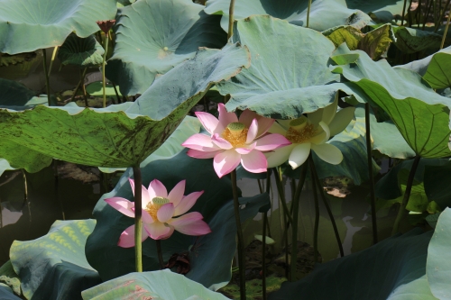 出水芙蓉，美的象征与寓意-第1张图片
