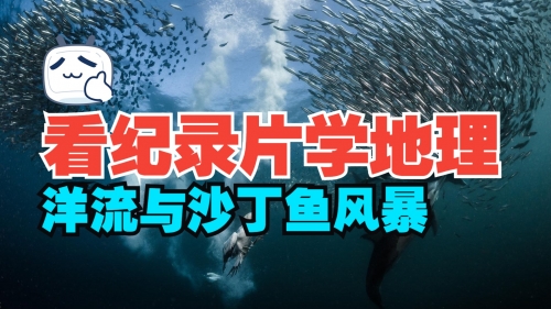 沙丁鱼沙丁鱼之海，海洋中的生命奇迹-第2张图片