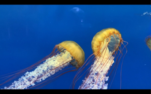 大彩鲸大彩鲸，神秘的海洋生物-第1张图片