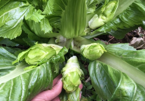 笔头菜图片笔头菜，美味与健康的完美结合-第1张图片