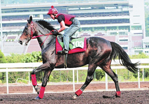 香港赛马会最准资料免费资料香港赛马会最准资料免费资料介绍