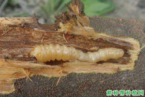 天牛红五图库大全福粮库天牛红五图库大全