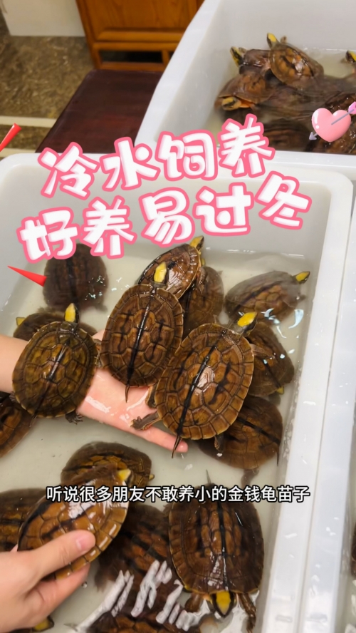 金钱龟最新价格金钱龟最新价格分析