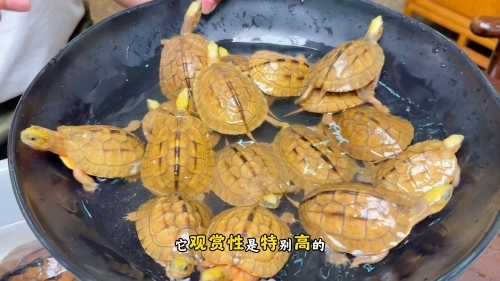 金钱龟最新价格金钱龟最新价格分析-第2张图片