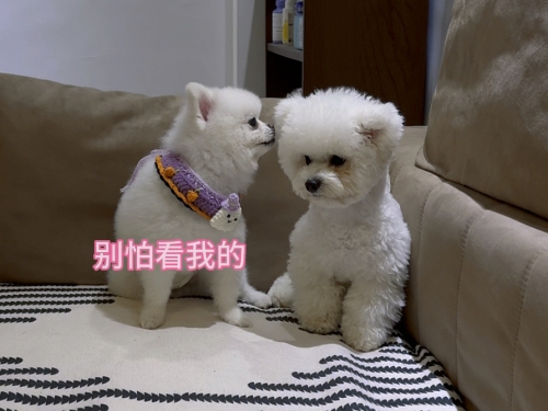 博狗22Bog，探索未知领域的新篇章-第1张图片