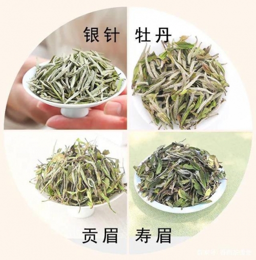 白茶最出名的几种