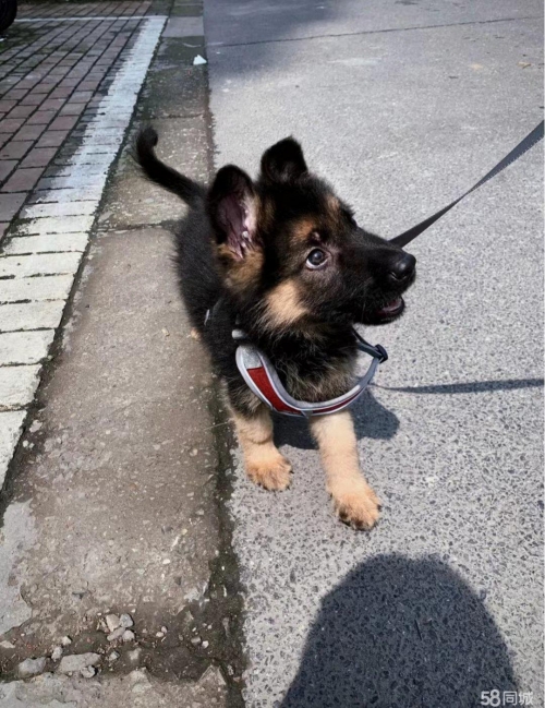 小狼狗高手论坛小狼狗高手论坛，探索犬类爱好者的乐园