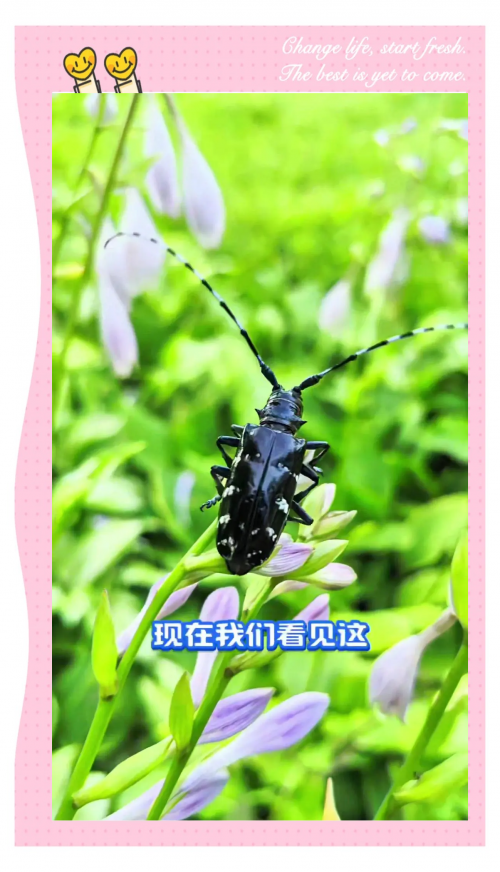 天牛图库，汇聚多彩文化与艺术