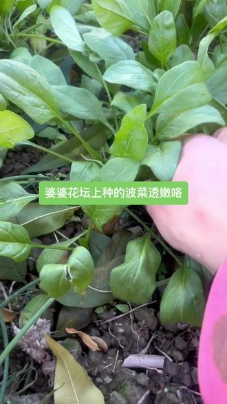 菠菜网送彩金平台菠菜网HAOBC，引领绿色生活的新潮流-第3张图片