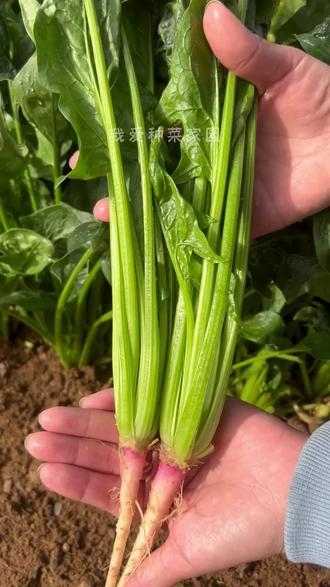 菠菜网送彩金平台菠菜网HAOBC，引领绿色生活的新潮流-第2张图片